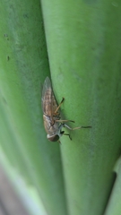 Tabanus