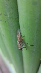 Tabanus