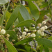 Acacia melanoxylon - Photo (c) Tony Rodd, μερικά δικαιώματα διατηρούνται (CC BY-NC-SA)