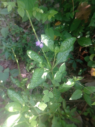 Stachytarpheta jamaicensis