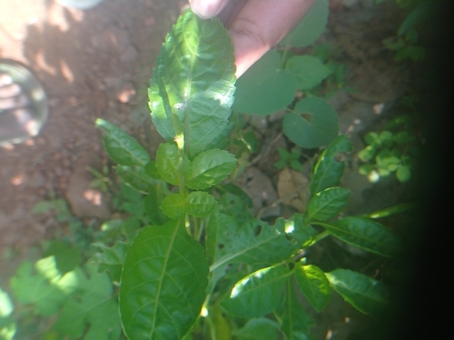 Stachytarpheta jamaicensis