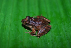 Craugastor laevissimus