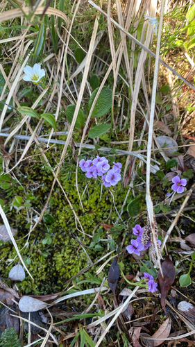 Purple Bitter-cress (Cardamine purpurea)