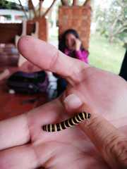 Lepidoptera
