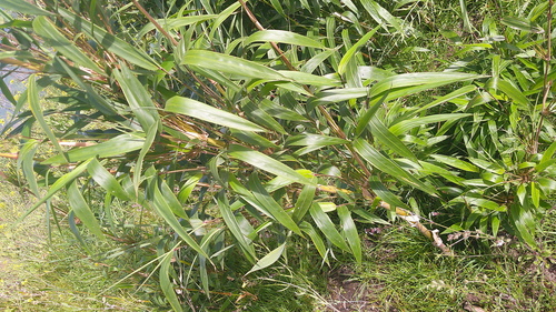 Andean Bamboo (Chusquea scandens)