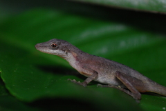 Anolis zeus