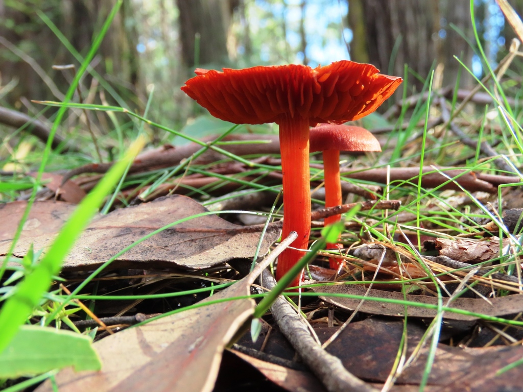 Cortinarius kula · July 2025 · photo: © cygnet (iNaturalist, cc-by)