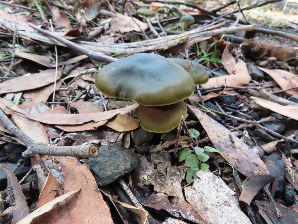 Cortinarius austrovenetus · July 2025 · photo: © cygnet (iNaturalist, cc-by)