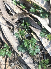 Xanthosia dissecta