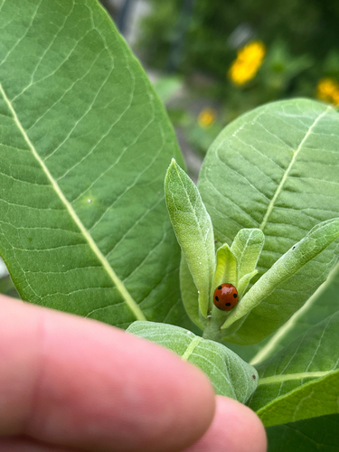 Seven-spotted Lady Beetle photographed in Maine