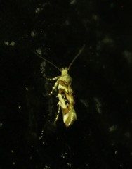 Aristotelia elegantella