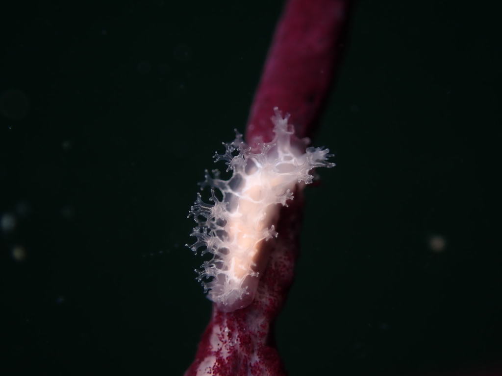 Picken's Tritonid