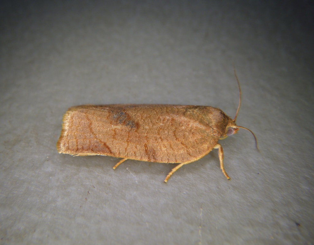 Zapulata Moth