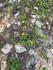 Melampodium montanum, photograph (c) Neptalí Ramírez Marcial, some rights reserved (CC BY)