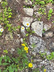 Melampodium montanum, photograph (c) Neptalí Ramírez Marcial, some rights reserved (CC BY)