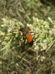 Chauliognathus profundus