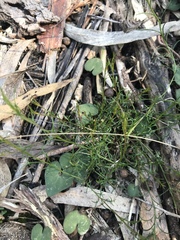 Platysace heterophylla