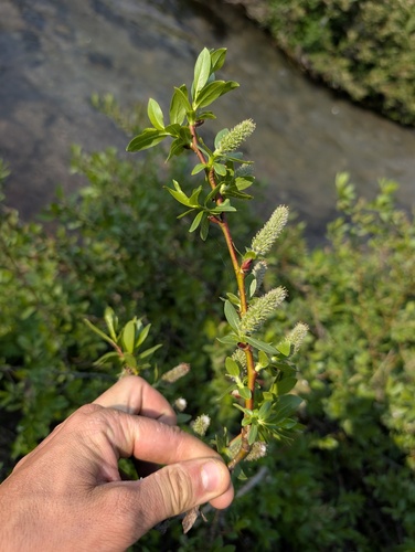 booth's willow (Salix boothii)