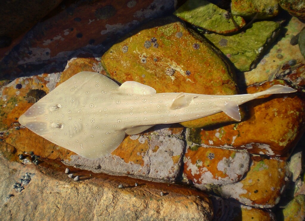 Lesser Guitarfish