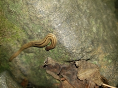 Bipalium pennsylvanicum
