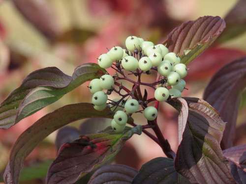 Red-Osier Dogwood* fruiting