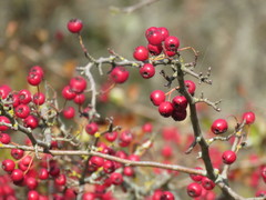 Crataegus