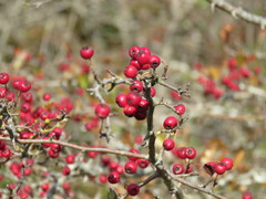 Crataegus