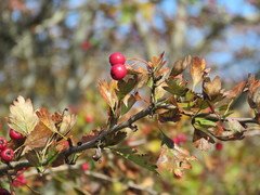 Crataegus