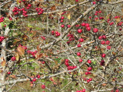 Crataegus