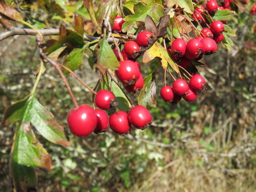 Section Crataegus · iNaturalist