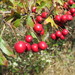 Crataegus - Photo (c) Calli, some rights reserved (CC BY-NC), uploaded by Calli