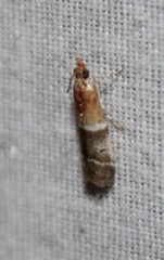 Moodna pallidostrinella