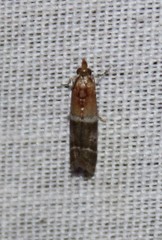Moodna pallidostrinella