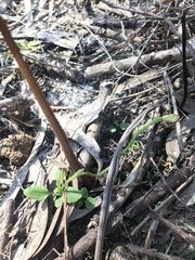 Pterostylis pedunculata