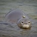 Hawaiian Monk Seal - Photo (c) makriverside, some rights reserved (CC BY-NC)