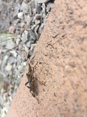 Leptoglossus clypealis