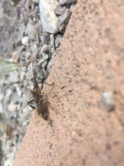 Leptoglossus clypealis