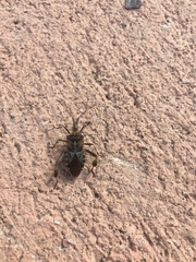 Leptoglossus clypealis