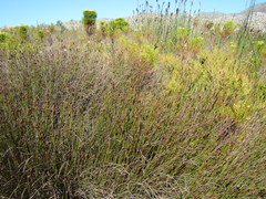Nevillea obtusissima