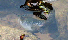 Ameiurus brunneus