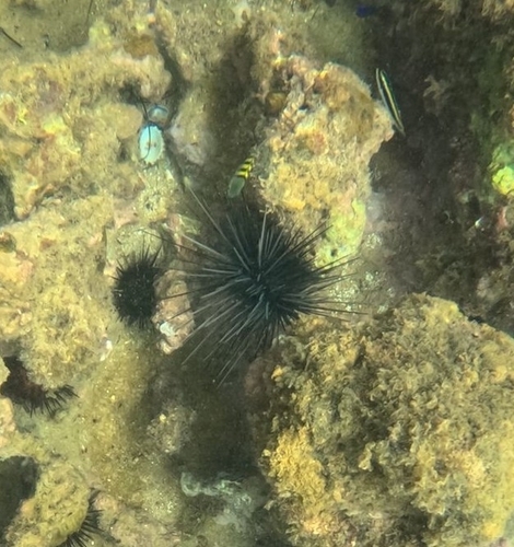 Atlantic Long-spined Sea Urchin, Puerto Rico, photo 10 of 10