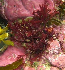 Melanthalia