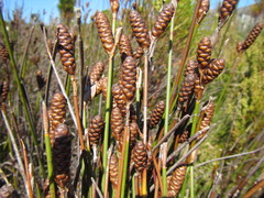 Nevillea obtusissima