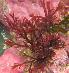 Melanthalia