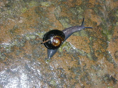 Victaphanta compacta
