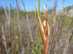 Nevillea obtusissima