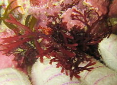 Melanthalia