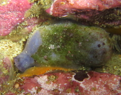 Asterocarpa coerulea