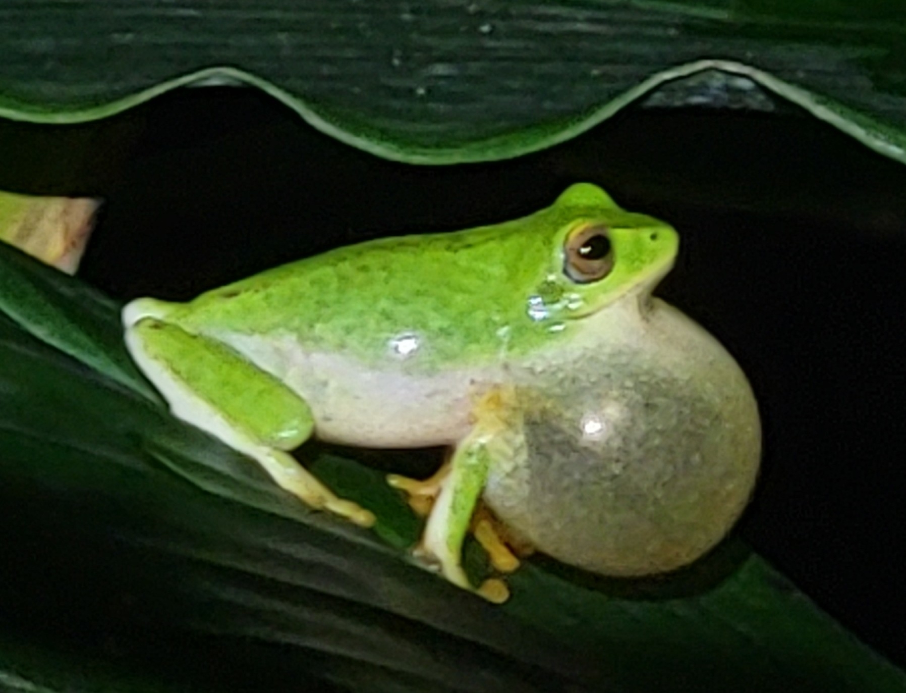 Jayaram'S Bush Frog