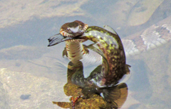 Ameiurus brunneus